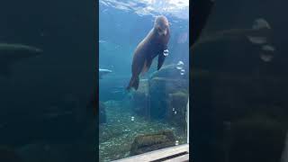 BUBBLE FUN for Mandy, the California sea lion