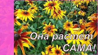 Рудбекия  многолетняя растет САМА!  Самые неприхотливые  цветы в саду.