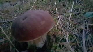 MUSHROOMS FROM LATVIAN FOREST🍁🌲🍂🍃🍄🍄🍄ГРИБОЧКИ ИЗ ЛАТВИЙСКОГО ЛЕСА🍄🍄🍄🍃🍂🌲🍁🍁🍁🍁