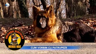 Mihai Nae 🐾 Stirile Kanal D - Cainele de paza si de companie