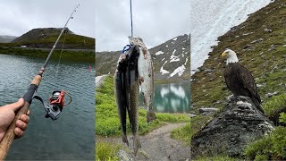 Eagle Goes for My Fish!!! Mountain Lake Trout Catch and Cook