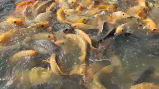 Fish Feeding in Farm Ponds | Growth Performance of Million Catfish | Hybrid Magur Farming Business