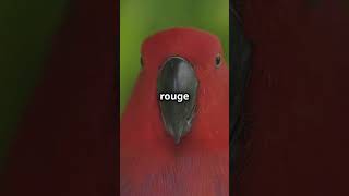 5 raisons de considérer le Coq de roche! #video #facts #animauxamusants #birds