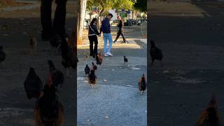 Wait for me 🐓🐤 #shorts #cascais #lisbon #portugal #chicken