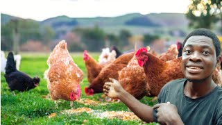 How to switch feeds for egg layers farming | Chicken farming | layers farming.