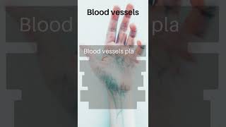 Blood vessels │ Selected medical terminology │ #medicalterminology #bloodvessels #short