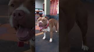 Perro pitbull con calor