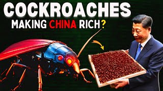 How Cockroaches booming china Economy?