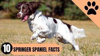 Springer Spaniel - Top 10 Facts