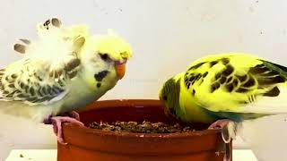 Cute Budgies #birds #cutebirds #love #beautiful