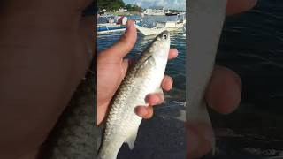 Ikan Belanak Hasil Mancing #shortsvideo #shortvideo #shorts