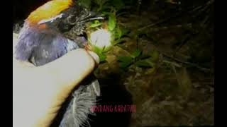 Burung paok delima/garnet pitta (burung langka kalimantan)|| lepaskan lagi coy...