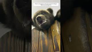 Rescued a bear that fell out of the tree and adopted it #animals #animalshorts #shortvideo