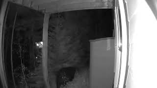 Summit County resident captures video footage of bear from doorbell camera