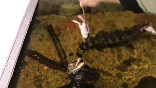 !!Live Feeding!! Cuviers Dwarf Caiman Feeding Day. They had Rat Today