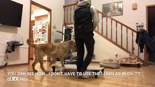 HOW TO teach your dog the PLACE command | Funtastic K9 Training