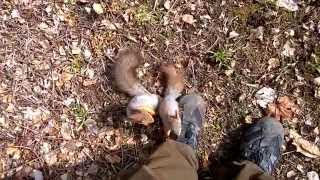 Funny Animal Encounter -Surrounded by a Loving Mother Squirrel And Its Cute Pup.