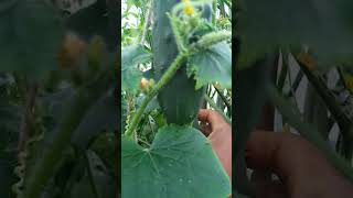 Bountiful Cucumber Harvest