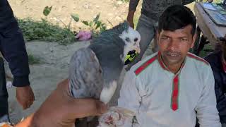 Best Pigeon Market | Pigeon Lover Man | Pigeon Market | Shanto Islam