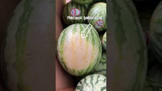 How to pick the BEST Watermelon | 7 Tips