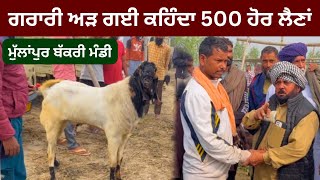 ਗਰਾਰੀ ਅੜ ਗਈ ਕਹਿਦਾ 500 ਹੋਰ ਲੈਣਾ,,ਮੁੱਲਾਂਪੁਰ ਬੱਕਰੀ ਮੰਡੀ