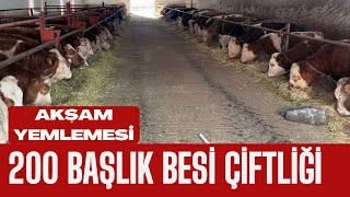 200 BAŞLIK BESİ ÇİFTLİĞİ AKŞAM YEMLEMESİ