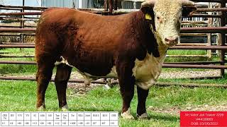 2239   Schatte Herefords