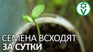 ЛУЧШИЙ СТИМУЛЯТОР ПРОРАСТАНИЯ СЕМЯН. "Будильник" для семян от Ивана Русских