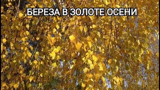 Береза в золоте осени