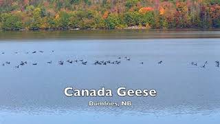 Canada Geese in the river at Dumfries