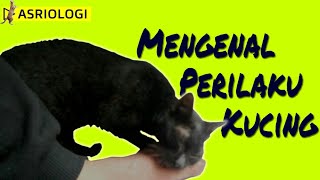 Mengenal Perilaku Kucing | Mengeluskan Badan diKaki Majikan Sambil Mengeong