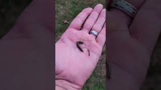 Army worms wiping out a home lawn