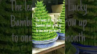 "MIRACLE GROWING PLANT!?"🤔🤔 #knowledge #shorts #funfacts #creator