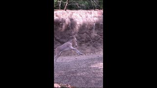 Baby Somali wild ass Sassafras makes debut at Saint Louis Zoo