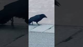 Crow Vs Snake 🐍 #shorts #birds #animals #shortvideo #snake #crow