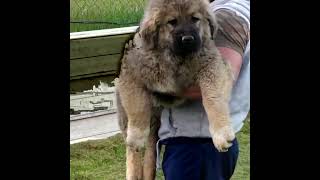 the caucasian shepherd dog puppy IRIS