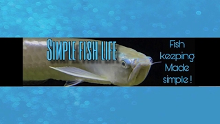 Simple fish Life Live Stream