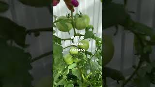 Native green tomato 🍅