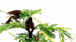 jungle Beautiful bird sound / animals full movies