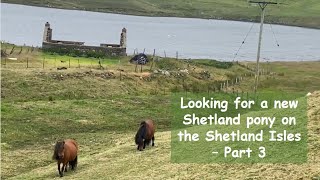 Searching for a new Shetland Pony on the Shetland Isles Part 3 TV355