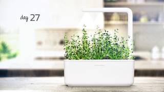 Thyme timelapse: Click & Grow Indoor Garden