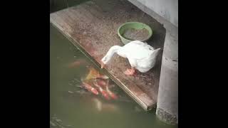 Duck feeds food to fishies