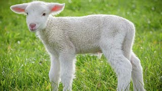 baby lamb paul looyen | Animal lover 💖💟