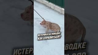 Собака истерит на поводке? Тянет на поводке? Не слушается? Устали от этого? Опускаются руки??