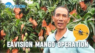 Mango's farmer enthusiastically describes the advantages that come with using eavision drone #mango