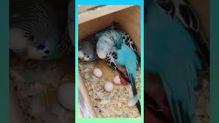 Unbelievable! Watch These Birds Incredible Motherly Instincts in Action! #birds #viral  #shorts