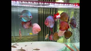 Wild Discus fish Taiwan野生七彩神仙