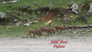 Wild Boar Piglets