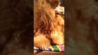 Poodle Dog#shorts#fluffy hairy body#ytshorts #dog