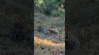 Mother Leopard Asserts Dominance Over Playful Cub!